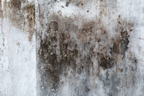 Dehumidification Services in Temple, GA