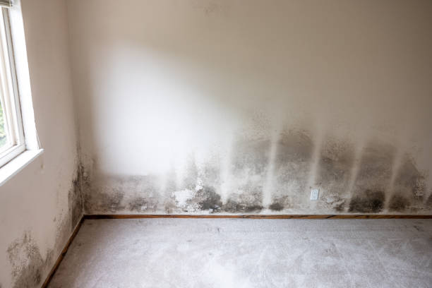 Best Biohazard Mold Removal  in Temple, GA